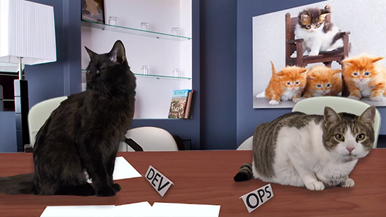 Viral Cat Video - Internal Communication Video - Ovation Solutions